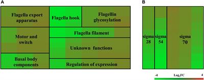 Investigating the Role of FlhF Identifies Novel Interactions With Genes Involved in Flagellar Synthesis in Campylobacter jejuni